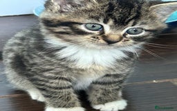 Mixed Breed cats for sale: Three lovely girls  - Advert 4