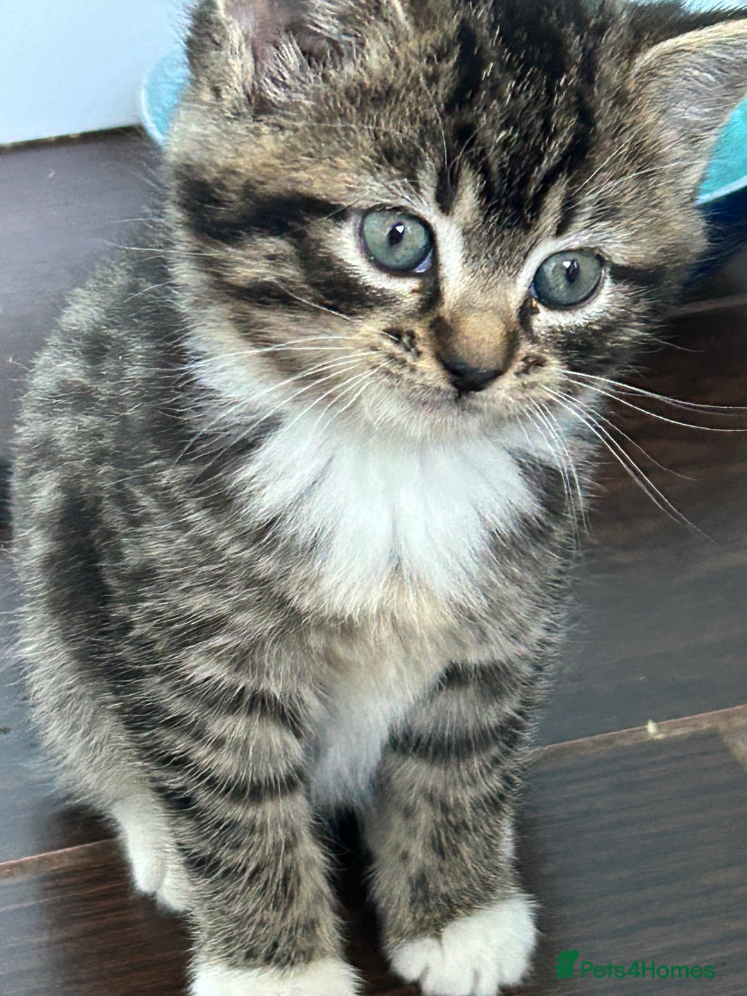 Mixed Breed cats for sale: Three lovely girls  - Advert 4