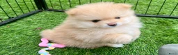 Pomeranian dogs for sale: Adorable, KC Registered Pomeranian Puppies in Colchester - Advert 28