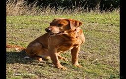 Labrador Retriever dogs for sale: KC REG Stunning Litter Fully Health Tested Parents - Image 3