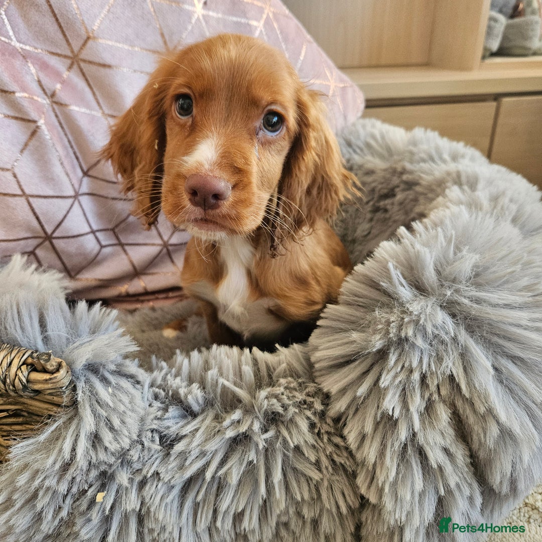 Cocker Spaniel dogs for sale: Stunning mix of working type cocker spaniels  - Advert 12