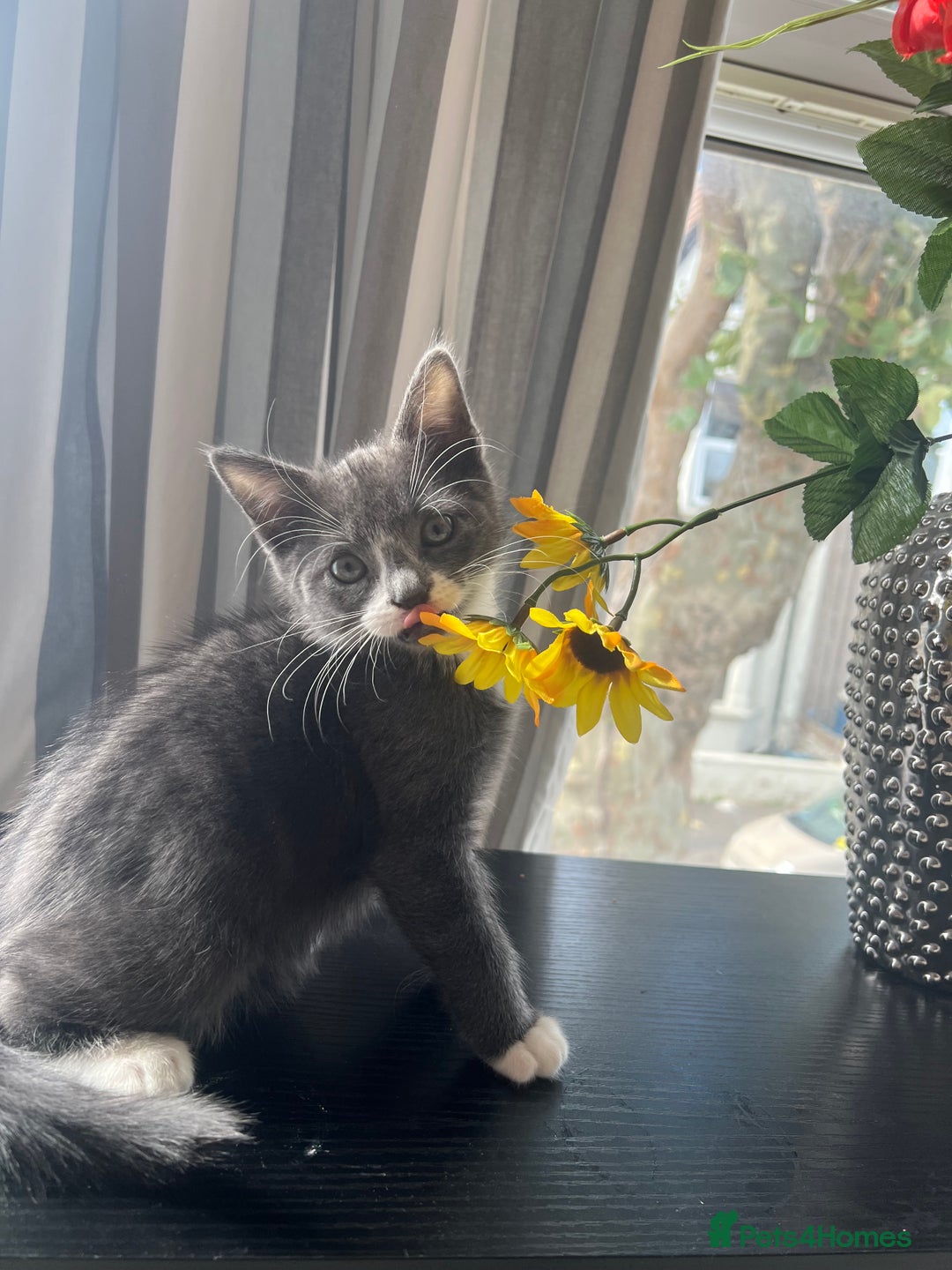 Domestic Shorthair cats for sale: Grey & white Kitten for sale - Advert 1