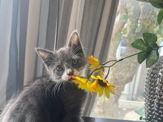 Domestic Shorthair cats Grey & white Kitten for sale - Advert 3