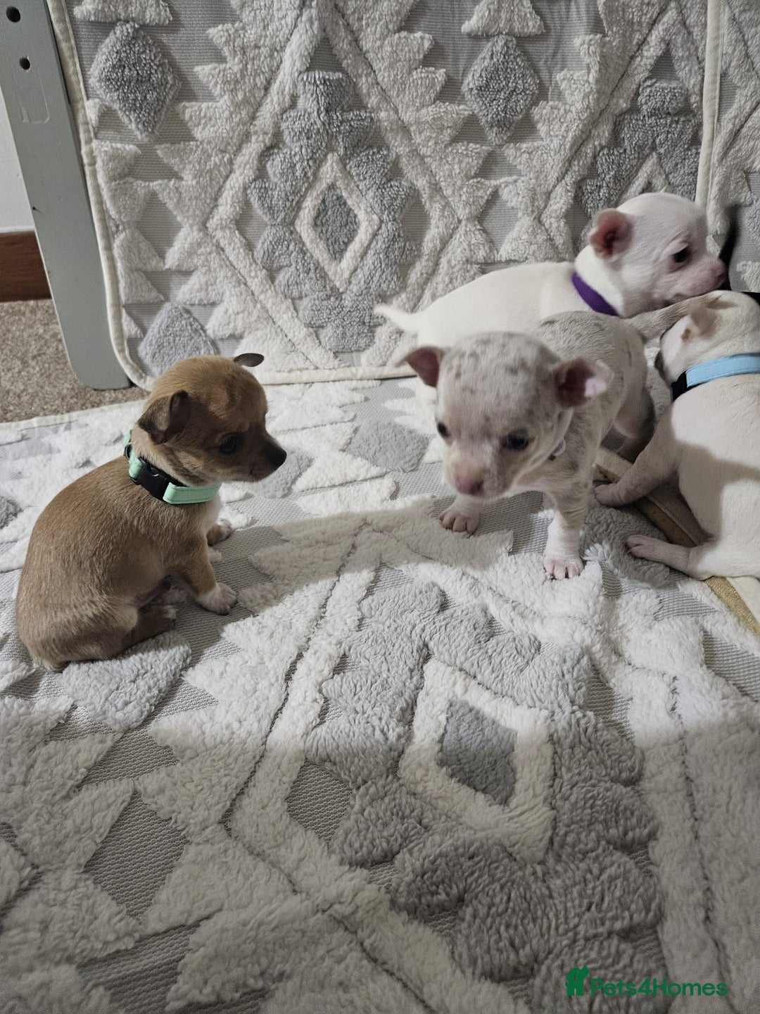 Chihuahua dogs for sale: Chihuahua puppies for sale - Advert 6