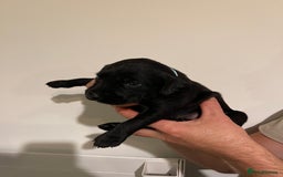 Labrador Retriever dogs for sale: 9 KC Black Lab Pups  - Image 5