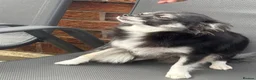 Chihuahua dogs for sale: vinnie - Advert 4