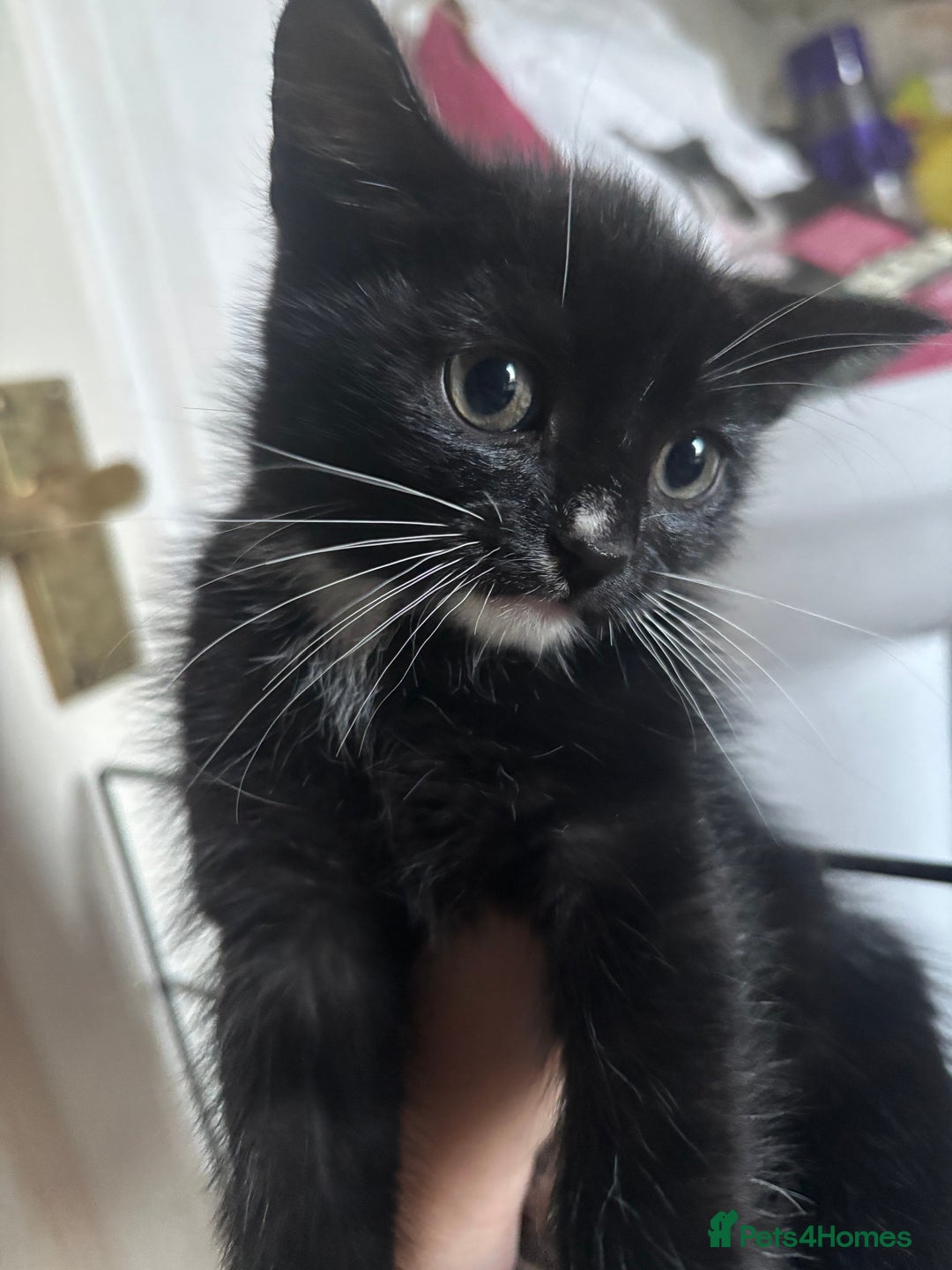 Mixed Breed cats for sale: 6 mixed breed kittens - Image 9