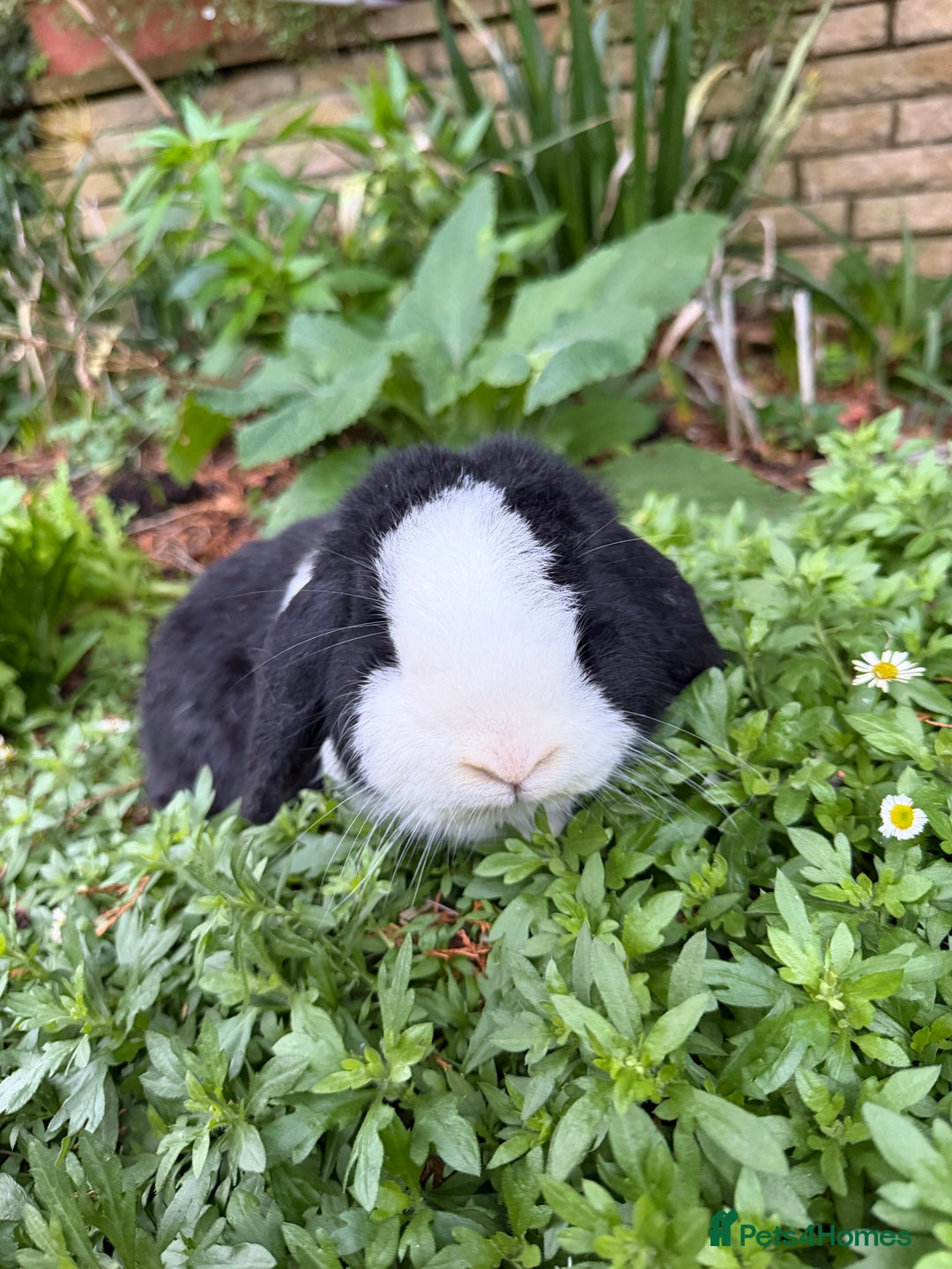 Mini Lop rabbits for sale: Breeding pair of mini lops (can go separately)  - Advert 10