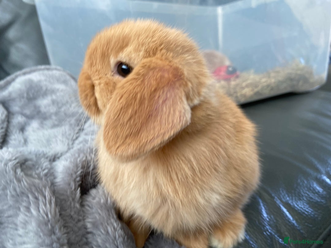 Mini Lop rabbits for sale: Mini lop female orange doe 19 weeks old  - Image 5