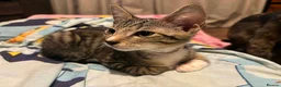 Mixed Breed cats for sale: Tabby torty cross in Derby - Advert 23
