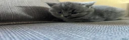 British Shorthair cats for sale: Four beautiful grey British shorthair kitten in Ingatestone - Advert 3