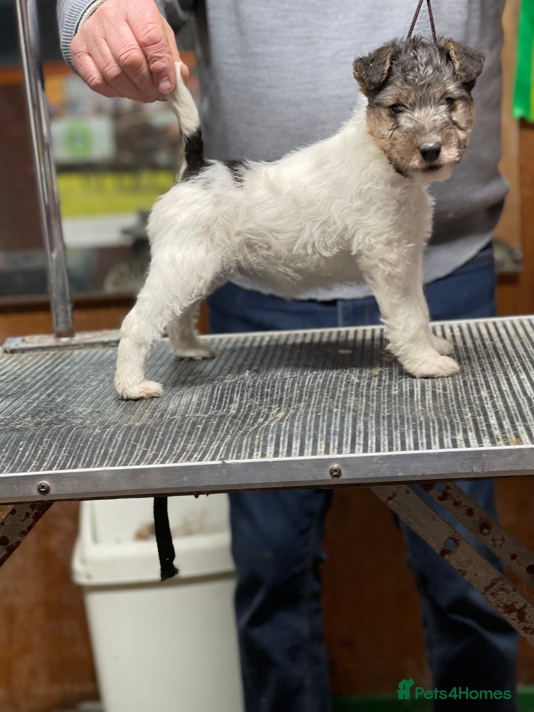 Fox Terrier dogs for sale: Beautiful Stunning Wire Fox Terrier Bitch Puppy  - Advert 6