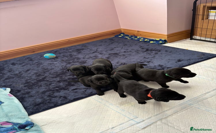 Labrador Retriever dogs Gorgeous chunky black lab pups🖤 - Advert 5