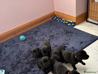 Labrador Retriever dogs Gorgeous chunky black lab pups🖤 - Advert 4