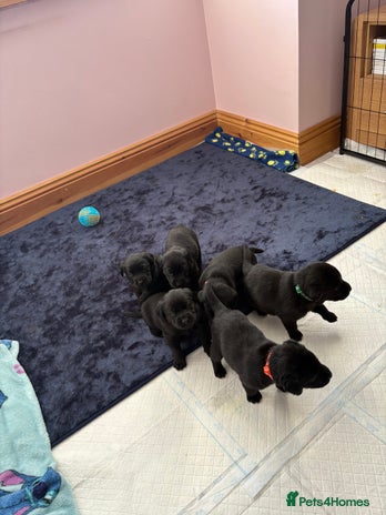 Labrador Retriever dogs Gorgeous chunky black lab pups🖤 - Advert 5