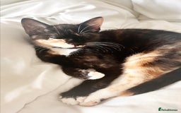 Mixed Breed cats for sale: Delightful mix-breed Siamese-black calico-kittens - Image 9