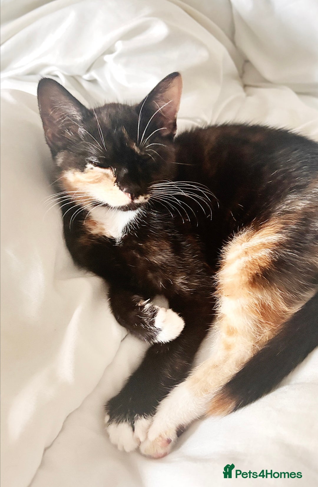 Mixed Breed cats for sale: Delightful mix-breed Siamese-black calico-kittens - Image 9
