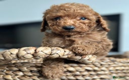 Miniature Poodle dogs for sale: 🐾 Beautiful KC 🦊 Red Miniature Poodle Puppies 🐾 - Image 25