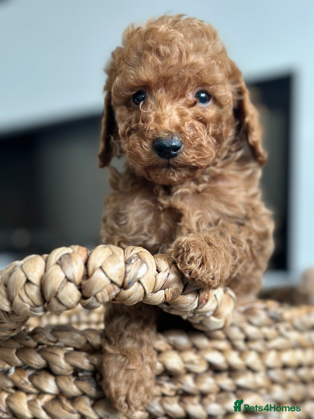 Miniature Poodle dogs for sale: 🐾 Beautiful KC 🦊 Red Miniature Poodle Puppies 🐾 - Image 25