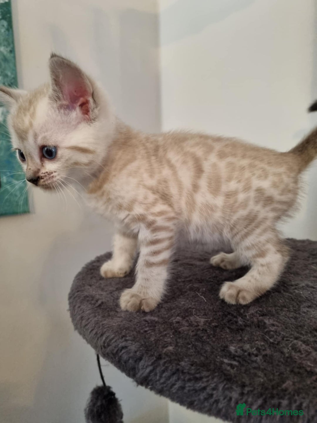 Bengal cats for sale: Pure Bengal kittens ready to reserve - Advert 14