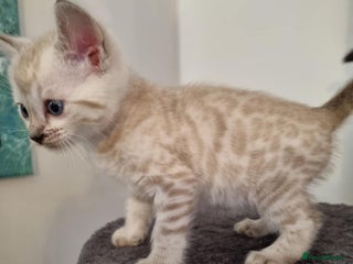 Bengal cats Pure Bengal kittens ready to reserve - Advert 8