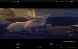 Sphynx cats for sale: Snow coated shpynx with sky blue eyes - Image 24
