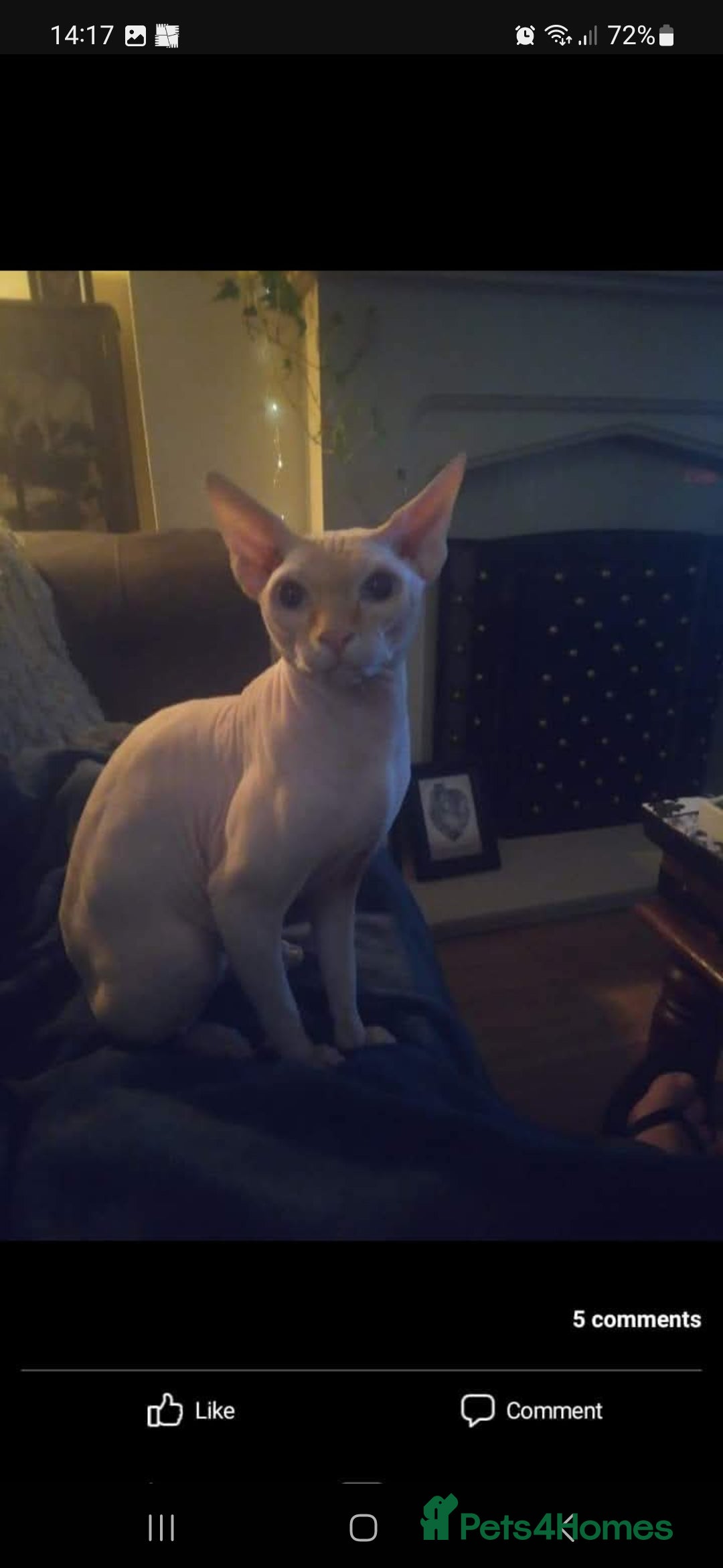 Sphynx cats for sale: Snow coated shpynx with sky blue eyes - Image 24