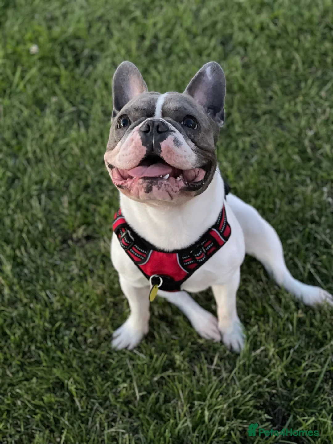 French Bulldog dogs for stud: Chunk Bright & Bubbly! in Leeds - Advert 10