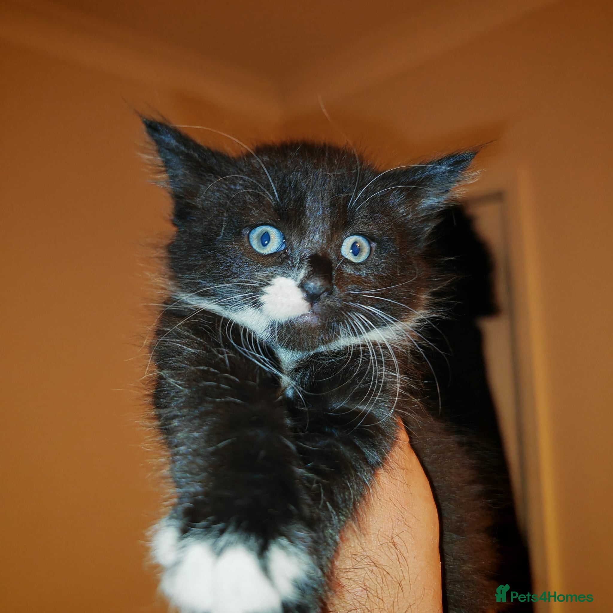 Mixed Breed cats 5 beautiful kittens for sale  - Advert 8