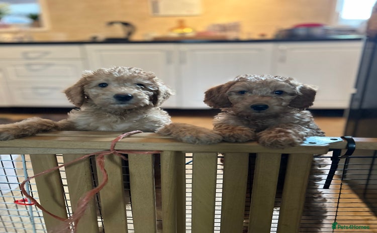 Labradoodle dogs - Advert 4