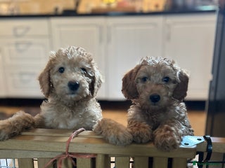 Labradoodle dogs - Advert 30