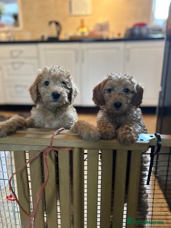 Labradoodle dogs - Advert 4