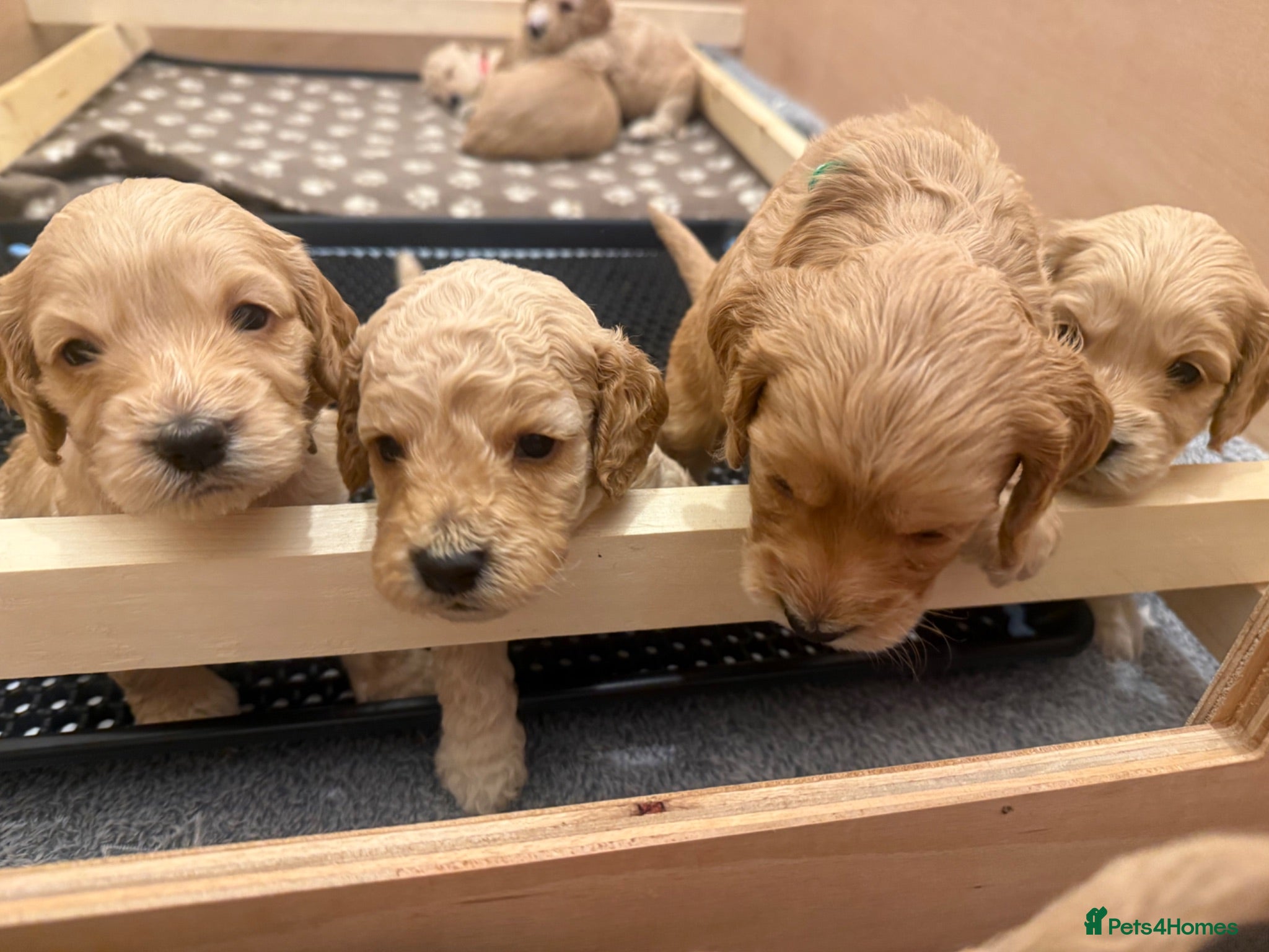 Cockapoo dogs ✨ Exceptional F2 Cockapoo Puppies ✨ - Advert 4