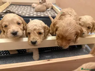 Cockapoo dogs ✨ Exceptional F2 Cockapoo Puppies ✨ - Advert 4