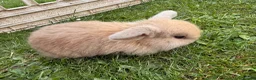 Mini Lop rabbits for sale: Beautiful Mini Lop baby rabbits - Advert 9