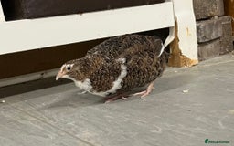 Quail poultry for sale: Three female quail - Image 4