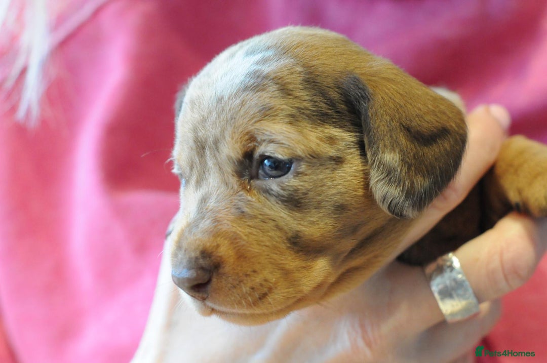 Miniature Dachshund dogs for sale: Beautiful Dappled Miniature Dachshund puppy - Advert 8