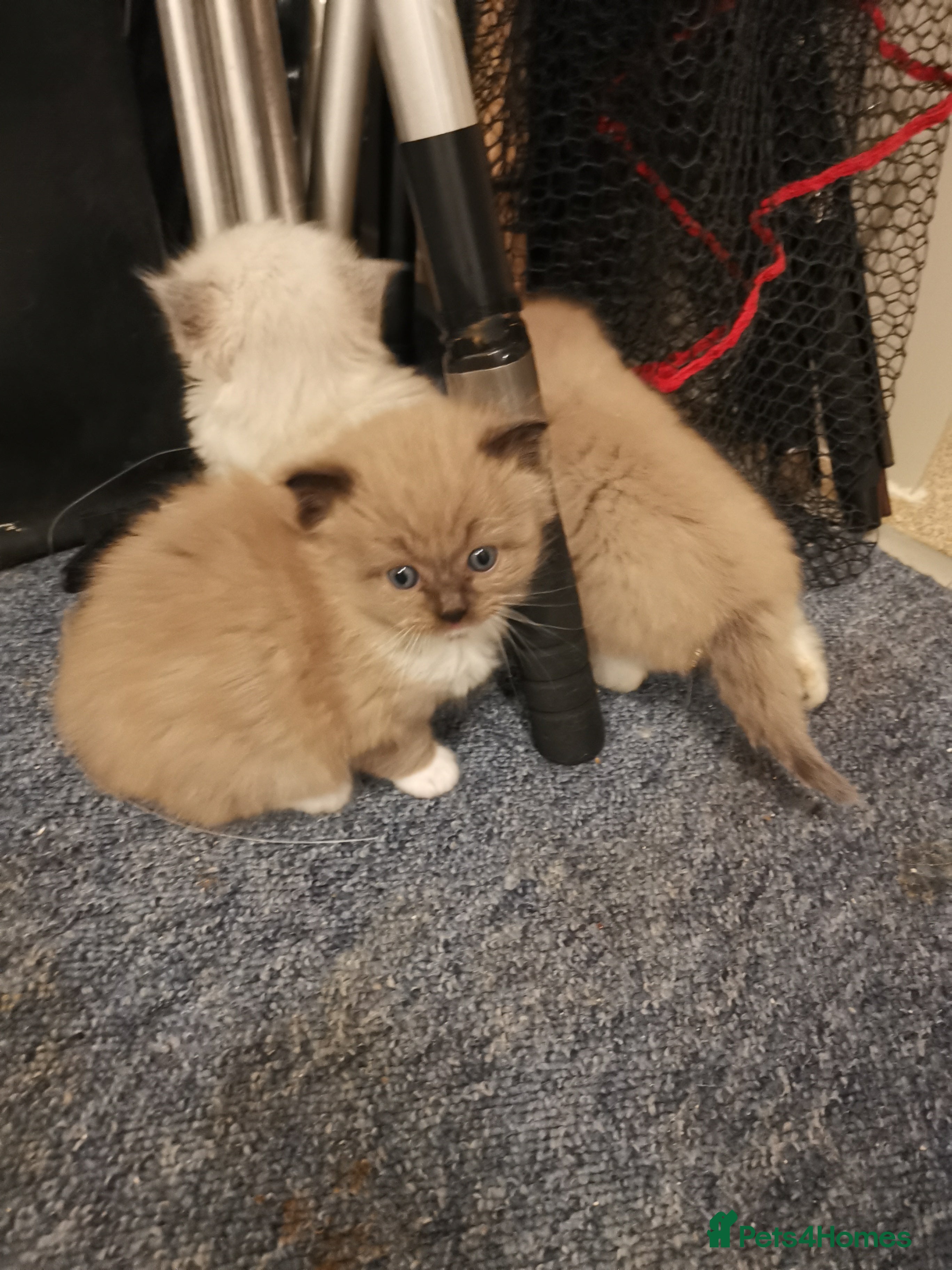 Ragdoll cats Stunning TICA Ragdoll Kittens Mink Sepia Cherubim - Advert 8