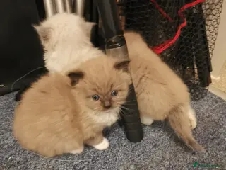 Ragdoll cats Stunning TICA Ragdoll Kittens Mink Sepia Cherubim - Advert 8