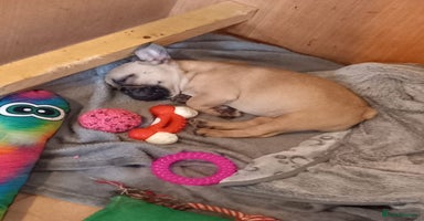 French Bulldog dogs - Advert 4