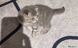 Scottish Fold cats for sale: Scotish kitten  - Image 5