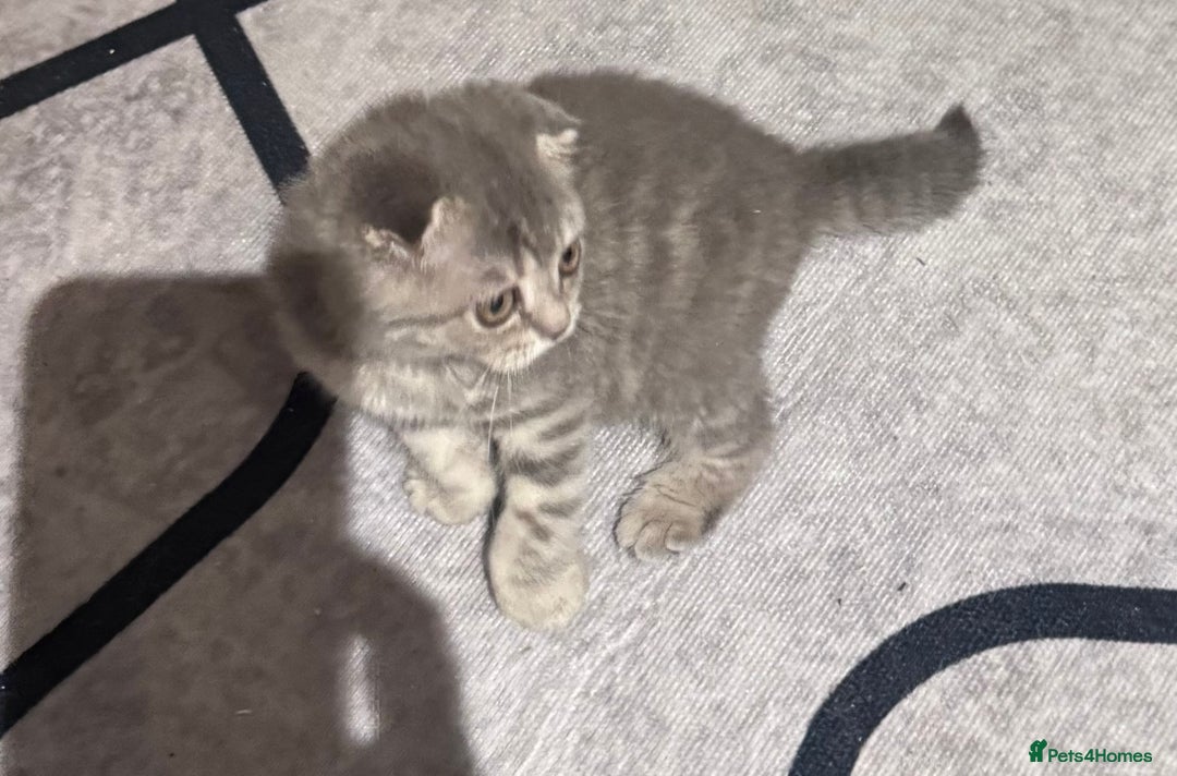 Scottish Fold cats for sale: Scotish kitten  - Image 5