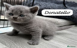British Shorthair cats for sale: Beautiful Blue British shorthair kittens for sale - Image 12