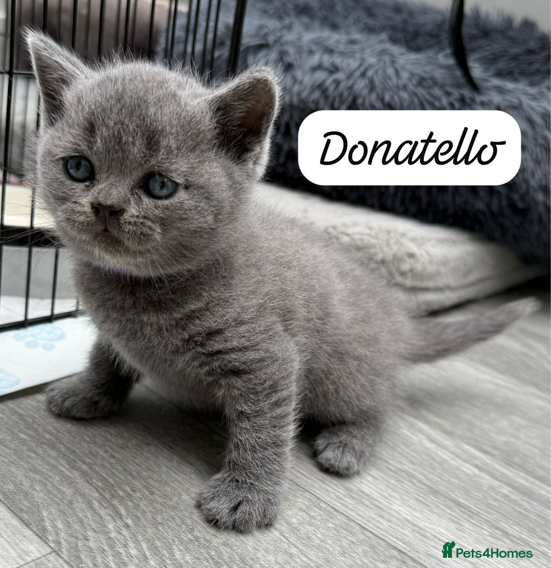 British Shorthair cats for sale: Beautiful Blue British shorthair kittens for sale - Image 12