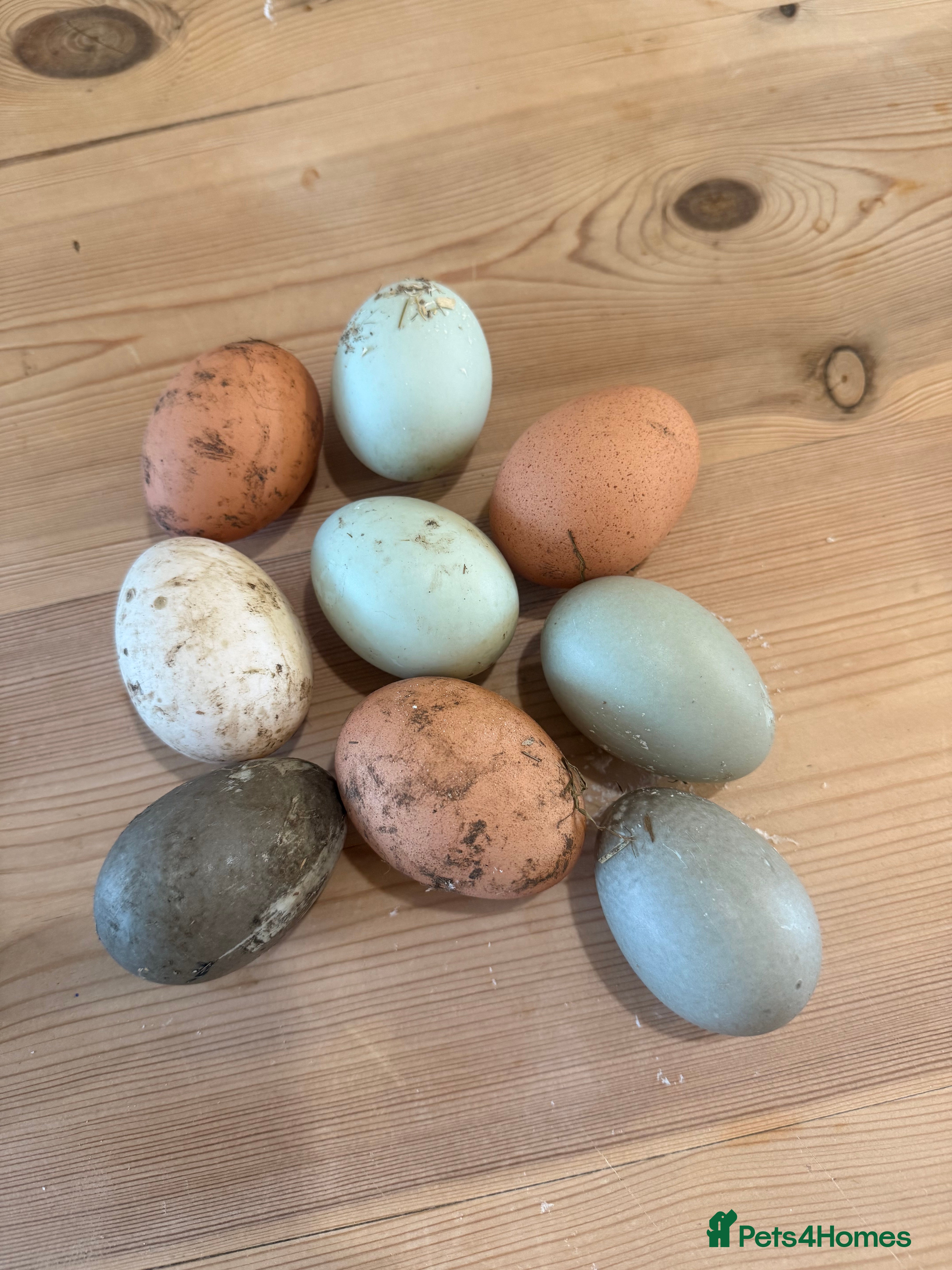 Ducks poultry Runner & Cayuga Hatching Eggs - Advert 5