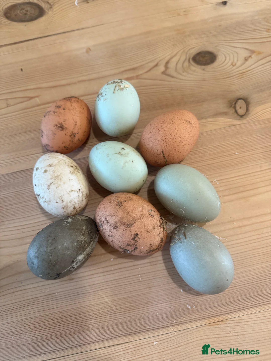Ducks poultry for sale: Runner & Cayuga Hatching Eggs - Advert 1