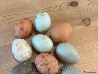 Ducks poultry Runner & Cayuga Hatching Eggs - Advert 5