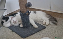 British Longhair cats for sale: Two gorgeous bonded Cats - Image 2