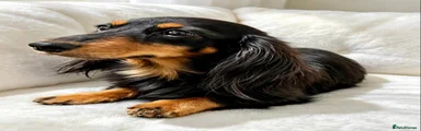 Miniature Dachshund 1