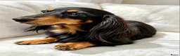 Miniature Dachshund dogs for sale: Long haired Dachshund puppies ready! - Advert 2